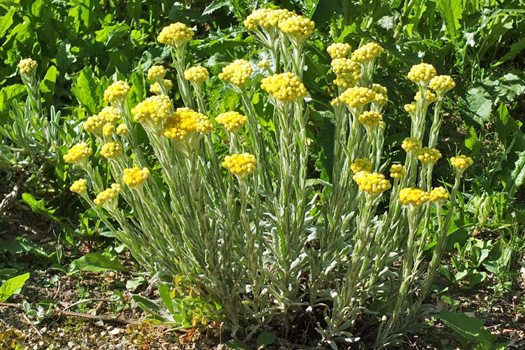 Smilje, Helichrysum arenarium L. Asteraceae